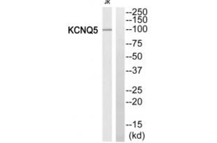 Western blot - KCNQ5 Antibody from Signalway Antibody (34920) - Antibodies.com
