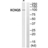 Western blot - KCNQ5 Antibody from Signalway Antibody (34920) - Antibodies.com