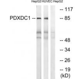 Western blot - PDXDC1 Antibody from Signalway Antibody (34942) - Antibodies.com