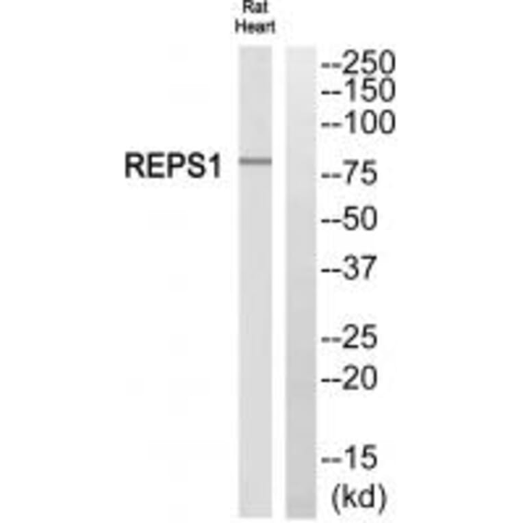 Western blot - REPS1 Antibody from Signalway Antibody (34956) - Antibodies.com