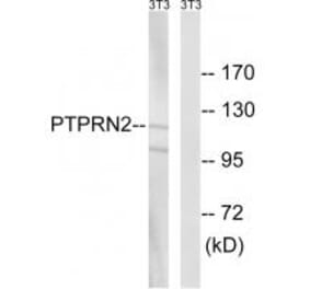 Western blot - PTPRN2 Antibody from Signalway Antibody (34976) - Antibodies.com