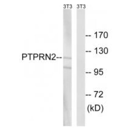 Western blot - PTPRN2 Antibody from Signalway Antibody (34976) - Antibodies.com