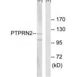 Western blot - PTPRN2 Antibody from Signalway Antibody (34976) - Antibodies.com