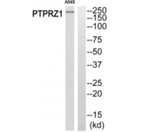 Western blot - PTPRZ1 Antibody from Signalway Antibody (34977) - Antibodies.com