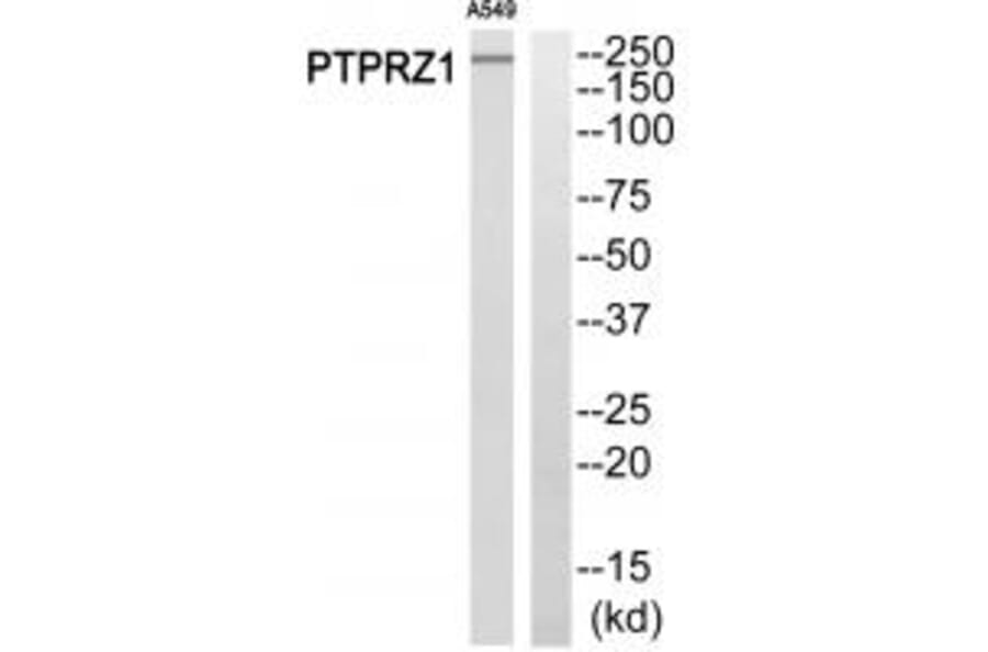 Western blot - PTPRZ1 Antibody from Signalway Antibody (34977) - Antibodies.com