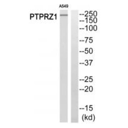 Western blot - PTPRZ1 Antibody from Signalway Antibody (34977) - Antibodies.com