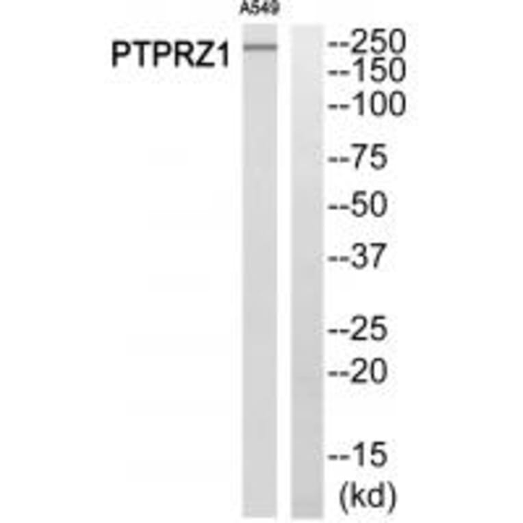 Western blot - PTPRZ1 Antibody from Signalway Antibody (34977) - Antibodies.com