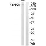 Western blot - PTPRZ1 Antibody from Signalway Antibody (34977) - Antibodies.com