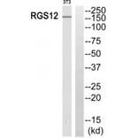 Western blot - RGS12 Antibody from Signalway Antibody (34981) - Antibodies.com