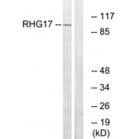 Western blot - RHG17 Antibody from Signalway Antibody (34988) - Antibodies.com