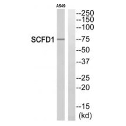 Western blot - SCFD1 Antibody from Signalway Antibody (35011) - Antibodies.com