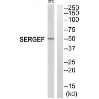 Western blot analysis of extracts from NIH/3T3 cells, using SERGEF antibody #35012.