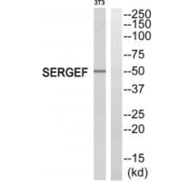 Western blot - SERGEF Antibody from Signalway Antibody (35012) - Antibodies.com