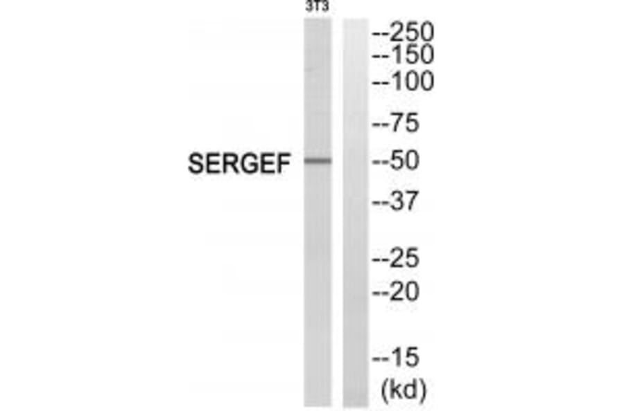 Western blot - SERGEF Antibody from Signalway Antibody (35012) - Antibodies.com