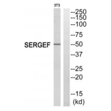 Western blot - SERGEF Antibody from Signalway Antibody (35012) - Antibodies.com