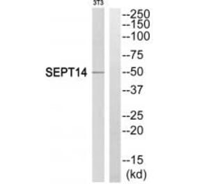 Western blot - SEPT14 Antibody from Signalway Antibody (35013) - Antibodies.com