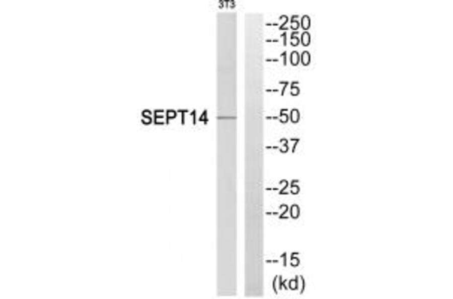 Western blot - SEPT14 Antibody from Signalway Antibody (35013) - Antibodies.com