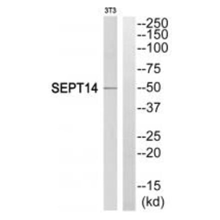 Western blot - SEPT14 Antibody from Signalway Antibody (35013) - Antibodies.com