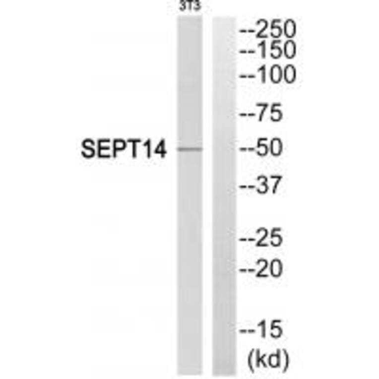 Western blot - SEPT14 Antibody from Signalway Antibody (35013) - Antibodies.com