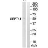 Western blot - SEPT14 Antibody from Signalway Antibody (35013) - Antibodies.com