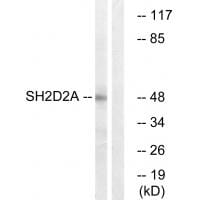 Western blot analysis of extracts from HepG2 cells, using SH2D2A antibody #35041.