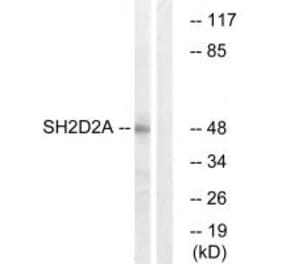 Western blot - SH2D2A Antibody from Signalway Antibody (35041) - Antibodies.com