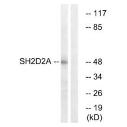 Western blot - SH2D2A Antibody from Signalway Antibody (35041) - Antibodies.com