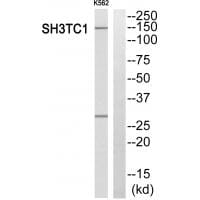 Western blot analysis of extracts from K562 cells, using SH3TC1 antibody #35044.