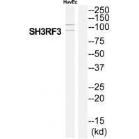 Western blot analysis of extracts from HuvEc cells, using SH3RF3 antibody #35046.