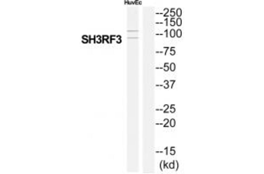 Western blot - SH3RF3 Antibody from Signalway Antibody (35046) - Antibodies.com