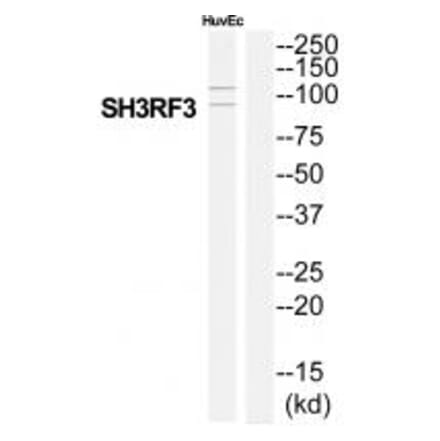 Western blot - SH3RF3 Antibody from Signalway Antibody (35046) - Antibodies.com