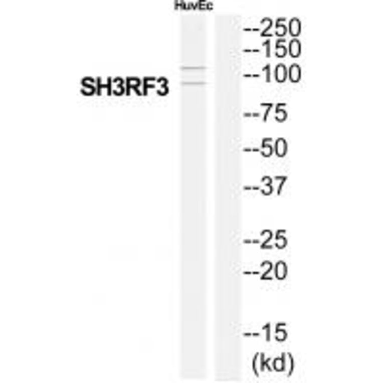 Western blot - SH3RF3 Antibody from Signalway Antibody (35046) - Antibodies.com