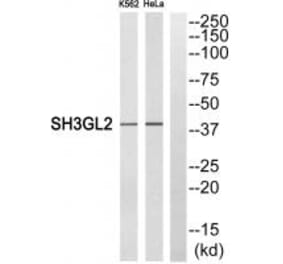 Western blot - SH3GL2 Antibody from Signalway Antibody (35047) - Antibodies.com
