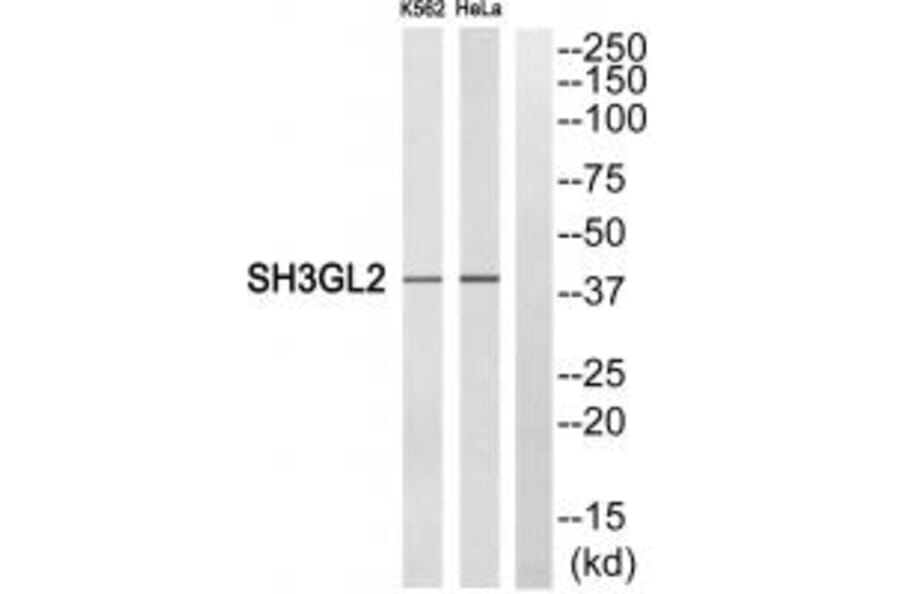 Western blot - SH3GL2 Antibody from Signalway Antibody (35047) - Antibodies.com