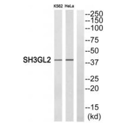 Western blot - SH3GL2 Antibody from Signalway Antibody (35047) - Antibodies.com