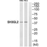 Western blot - SH3GL2 Antibody from Signalway Antibody (35047) - Antibodies.com