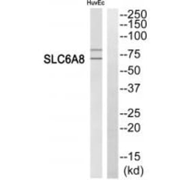Western blot - SLC6A8 Antibody from Signalway Antibody (35050) - Antibodies.com