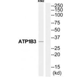 Western blot - ATP1B3 Antibody from Signalway Antibody (35063) - Antibodies.com