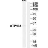 Western blot - ATP1B3 Antibody from Signalway Antibody (35063) - Antibodies.com