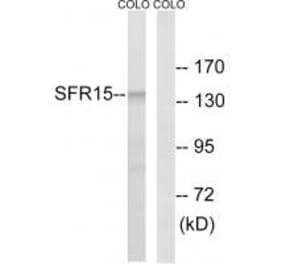 Western blot - SFRS15 Antibody from Signalway Antibody (35074) - Antibodies.com