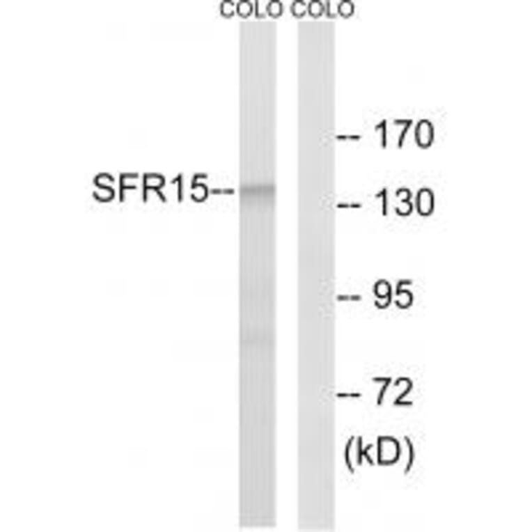 Western blot - SFRS15 Antibody from Signalway Antibody (35074) - Antibodies.com