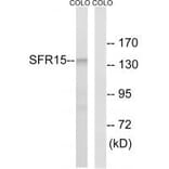 Western blot - SFRS15 Antibody from Signalway Antibody (35074) - Antibodies.com