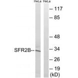 Western blot - SFRS2B Antibody from Signalway Antibody (35075) - Antibodies.com