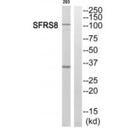 Western blot - SFRS8 Antibody from Signalway Antibody (35077) - Antibodies.com