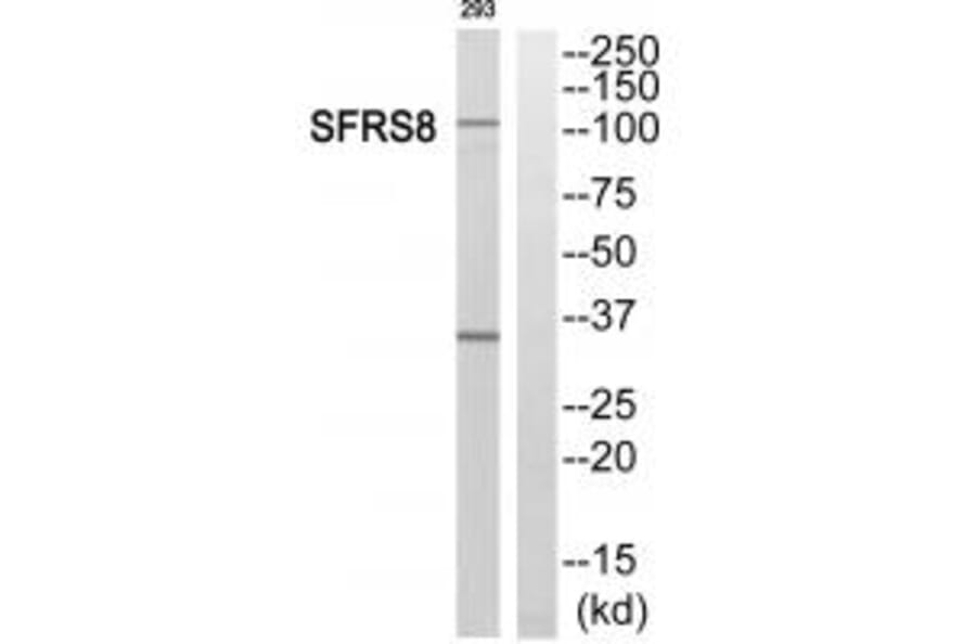 Western blot - SFRS8 Antibody from Signalway Antibody (35077) - Antibodies.com