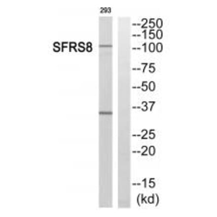 Western blot - SFRS8 Antibody from Signalway Antibody (35077) - Antibodies.com