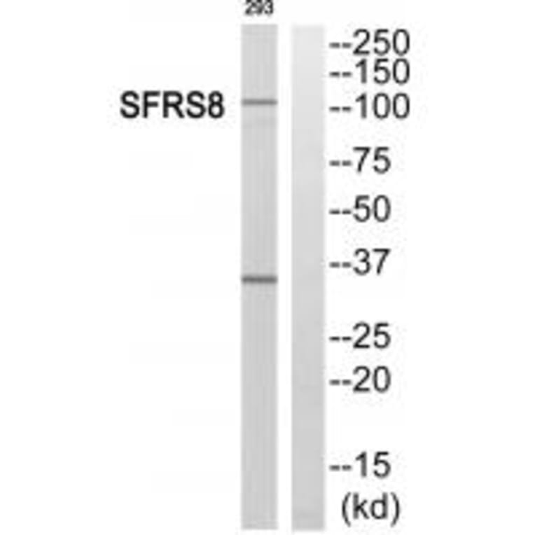 Western blot - SFRS8 Antibody from Signalway Antibody (35077) - Antibodies.com
