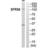 Western blot - SFRS8 Antibody from Signalway Antibody (35077) - Antibodies.com