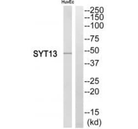 Western blot - SYT13 Antibody from Signalway Antibody (35083) - Antibodies.com