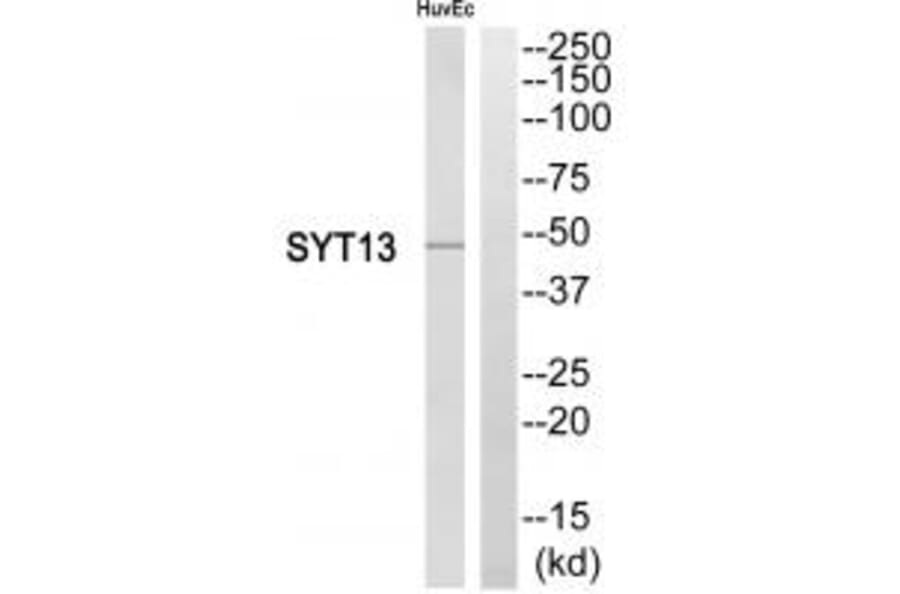 Western blot - SYT13 Antibody from Signalway Antibody (35083) - Antibodies.com